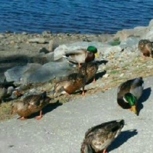 Meet your Posher, Chet